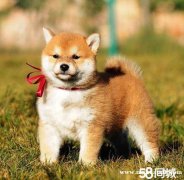 1/ 24 本地犬舍直銷丨品種齊全丨繁育面積上千平丨上門七折